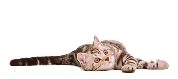 Cat Transparent Background PNG Image