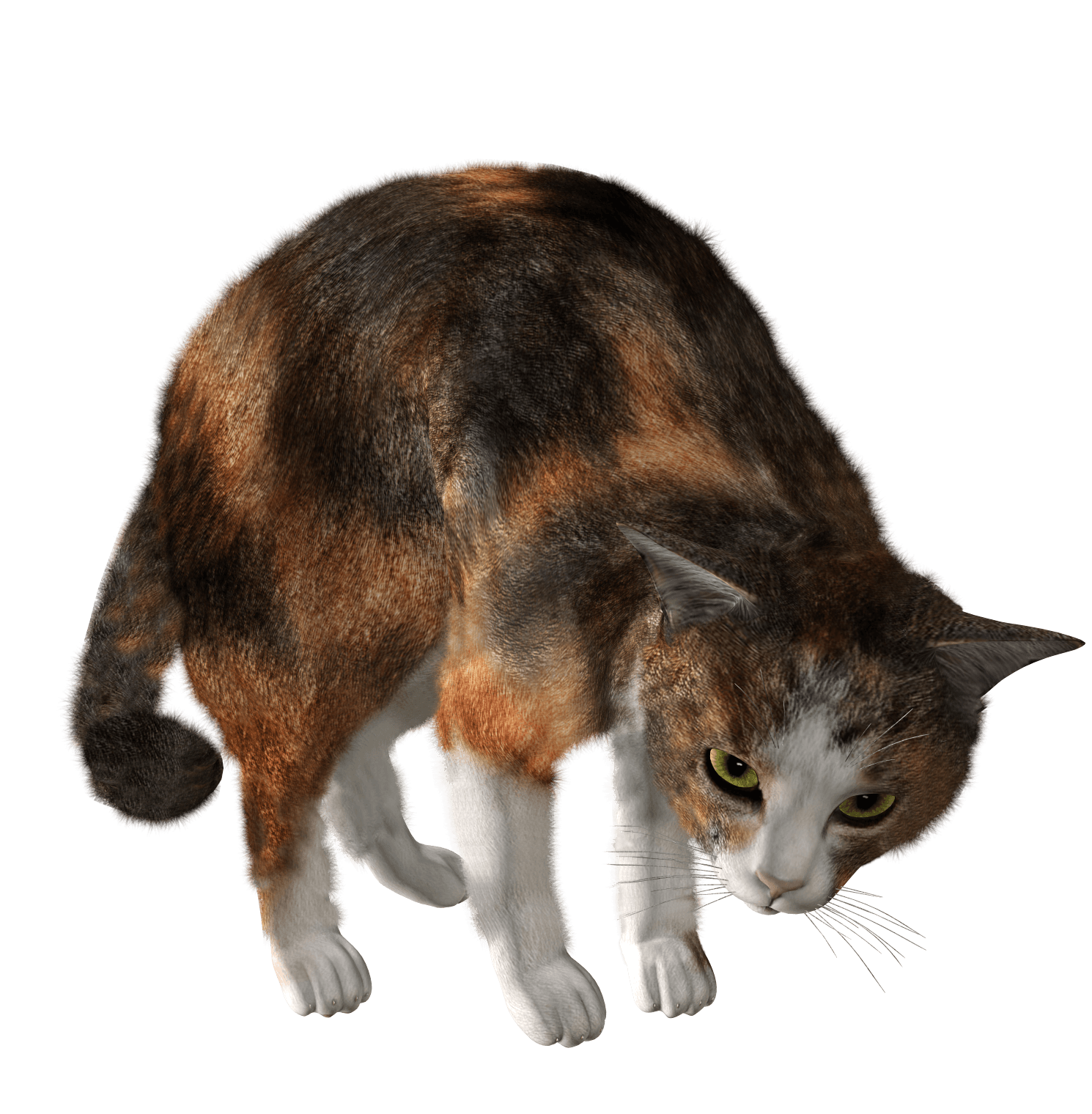 Cat Png Image Download Picture Kitten PNG Image