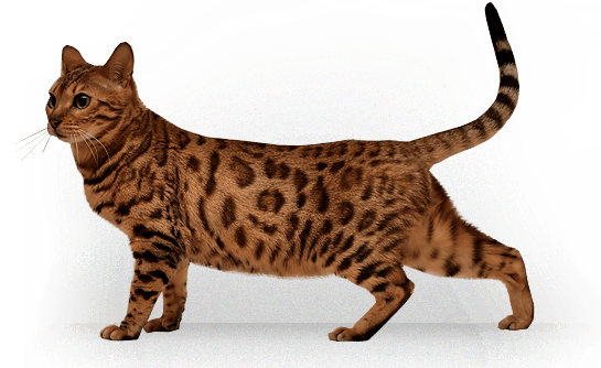 Kitten Png Image Download Picture PNG Image