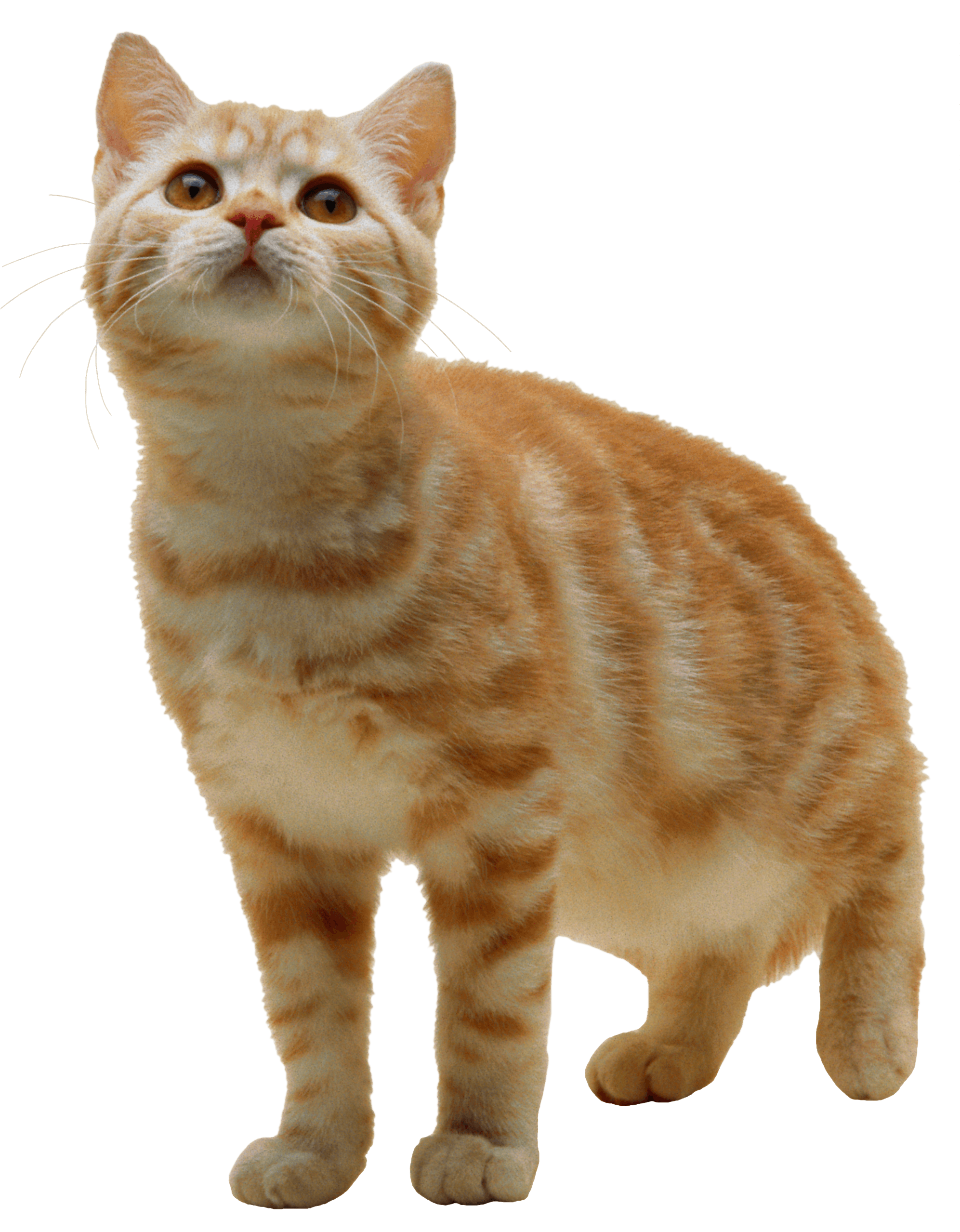 Download Cat  Png  Image Download Picture Kitten HQ PNG  