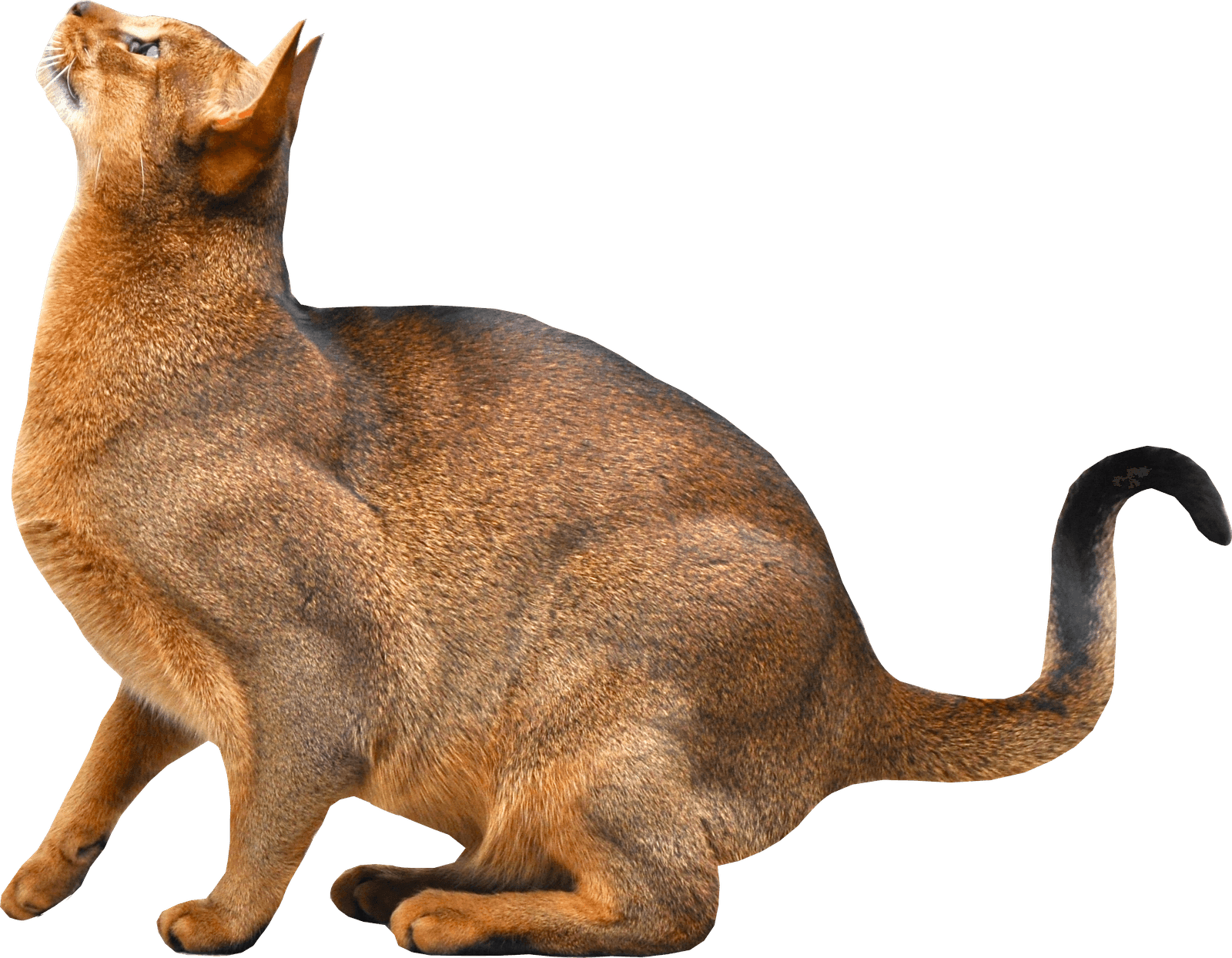 Kitten Png Image Download Picture  PNG Image