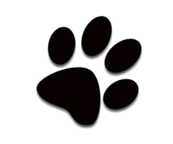 Kitten Black Dog Cat HD Image Free PNG PNG Image