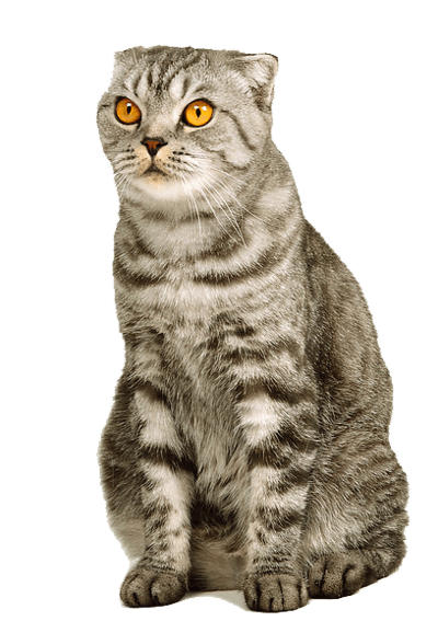 Kitten Png Image Download Picture PNG Image