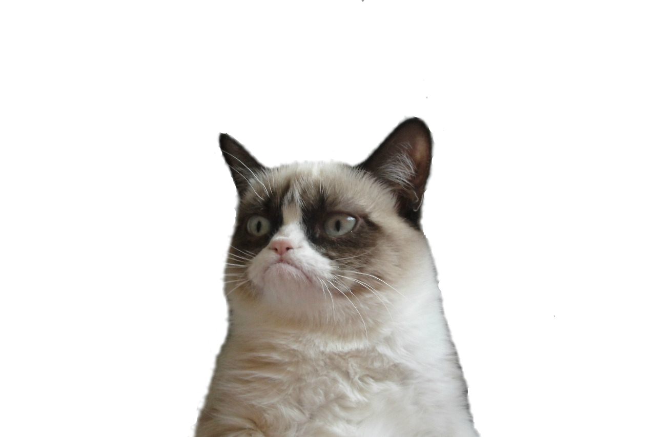 Short Manx Haired Domestic Cat Snowshoe Grumpy PNG Image