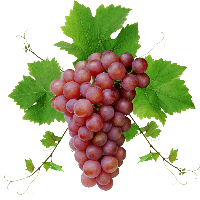 Grape Image