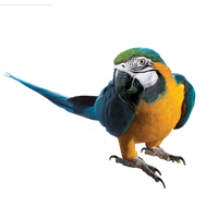 Macaw Image