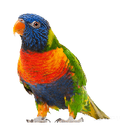 Parrot Image