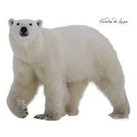 Polar Bear Image