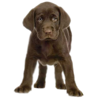 Puppy Image