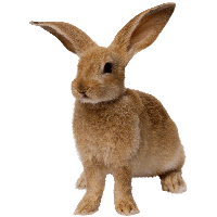 Rabbit Image