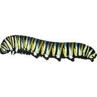 Caterpillar Image