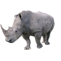 Rhinoceros Image