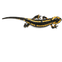 Salamander Image