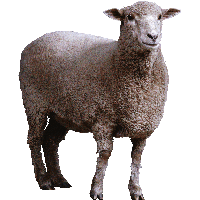 Sheep Image