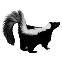 Skunk Image