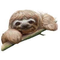 Sloth Image