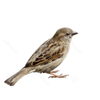 Sparrow Image