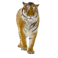 Tiger Image