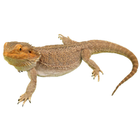 Bearded Dragon Image