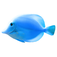Tropical Fish Image