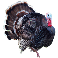 Turkey Bird Image