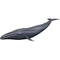 Whale Image