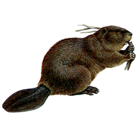 Beaver Image