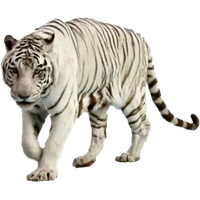 White Tiger Image