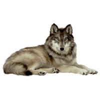 Wolf Image