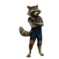 Raccoon Image