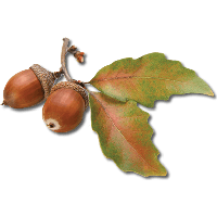 Acorn Image