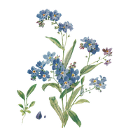 Forget Me Not Image