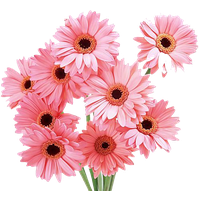 Gerbera Image