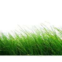 Grass Image