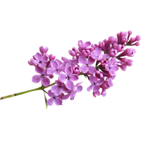 Lilac Image