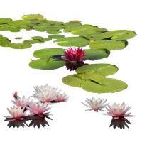 Water Lily Image