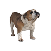 Bulldog Image