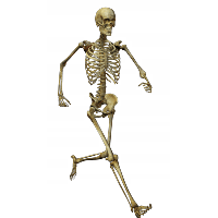 Skeleton Image