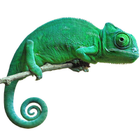 Chameleon Image