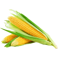 Corn Image