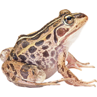 Amphibian Image