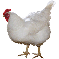 Chicken Image