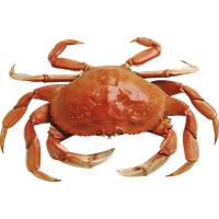 Crab Image