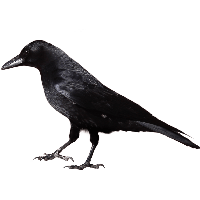 Crow Image