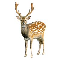 Deer Image