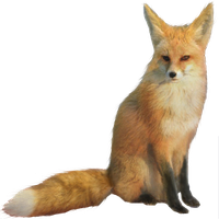 Fennec Fox Image
