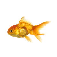 Fish Image