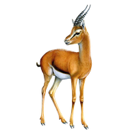 Gazelle Image