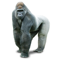 Gorilla Image