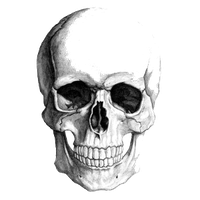 Skeleton Head Image